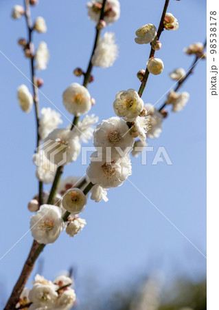 満開 98538178
