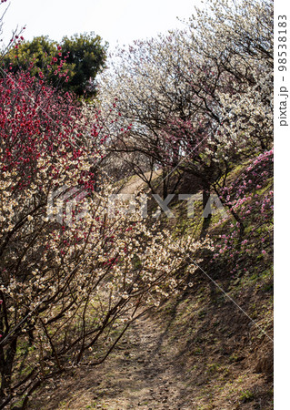 初春の梅林 98538183