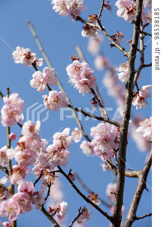 お花見の季節 お花見の季節 98538185