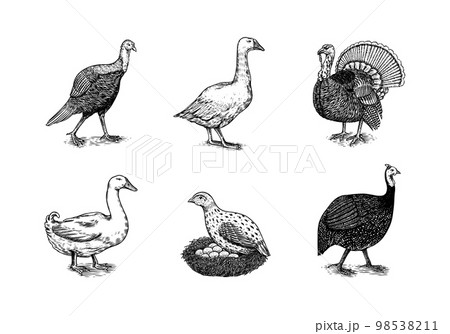 Domestic Chicken bird. Turkey, guinea fowl, goose, duck, quail. Hand drawn. Engraved Farm animal Domestic Chicken bird. Turkey, guinea fowl, goose, duck, quail. Hand drawn. Engraved Farm animal 98538211