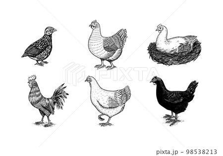 Domestic Chicken and rooster. Hand drawn bird. Engraved Farm animal. Old monochrome sketch. Retro Domestic Chicken and rooster. Hand drawn bird. Engraved Farm animal. Old monochrome sketch. Retro 98538213