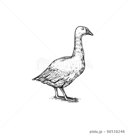 Domestic goose. Farm bird. Hand drawn. Engraved animal. Old monochrome sketch. Retro template. 98538246