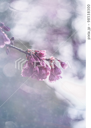 ドリーミーな寒緋桜 ドリーミーな寒緋桜 98538300