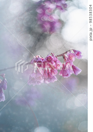 ドリーミーな寒緋桜 98538304