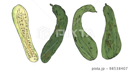 ふぞろい野菜のイラスト素材 きゅうり ふぞろい野菜のイラスト素材 きゅうり 98538407