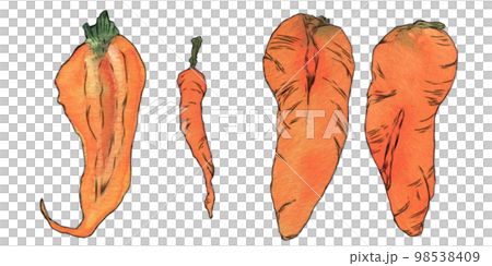 ふぞろい野菜のイラスト素材　人参 98538409
