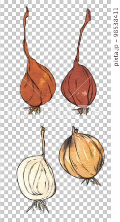 ふぞろい野菜のイラスト素材　たまねぎ 98538411