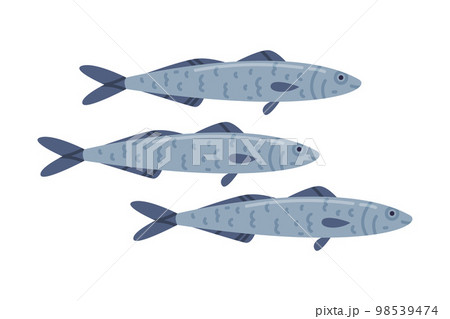 Herring or Sardine Fish as Seafood and Fresh Sea Product Vector Illustration 98539474