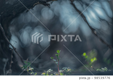 新芽が生える 98539776