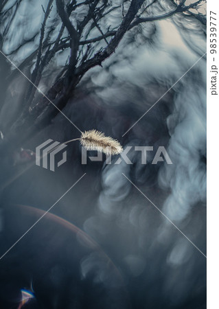 猫じゃらし(グレー背景) 猫じゃらし(グレー背景) 98539777