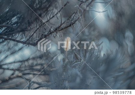 猫じゃらし(グレー背景) 猫じゃらし(グレー背景) 98539778