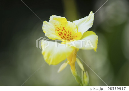 黄色いカンナの花が咲いています。学名はCannaceaeです。 98539917