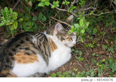 草むらにいる野良猫 香箱座り 草むらにいる野良猫 香箱座り 98540076