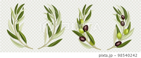 Olive branch wreath with green leaves 98540242