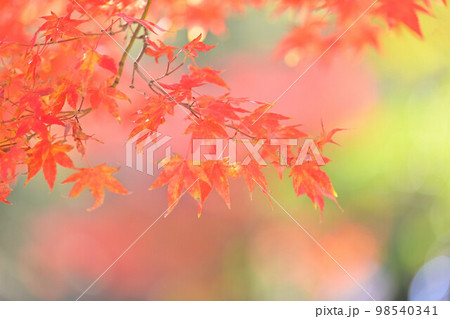 もみじの紅葉、葉の緑グリーンぼかし背景。 98540341