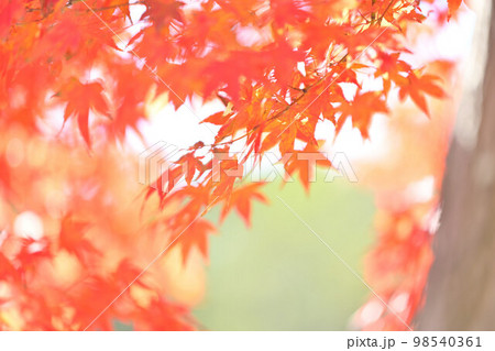 もみじの紅葉、葉の緑グリーンぼかし背景。 98540361