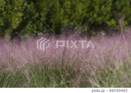 カピラリス（ミューレンベルギア）の穂がピンク色になっています。学名は　Muhlenbergia 98540465