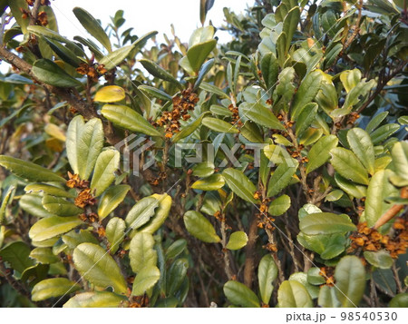 赤い種になったハマヒサガキ 98540530