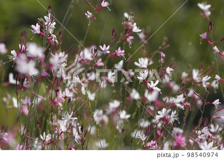 ピンク色のヤマモモソウ（山桃草）の花が咲いています。学名Oenothera lindheimeri  98540974
