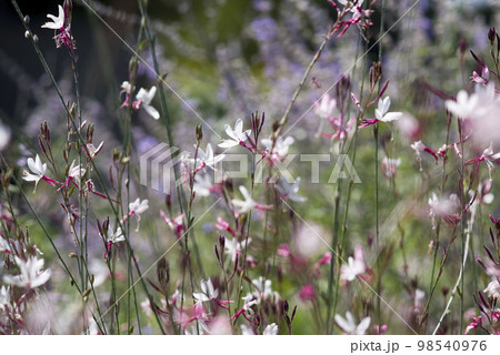 ピンク色のヤマモモソウ（山桃草）の花が咲いています。学名Oenothera lindheimeri  98540976