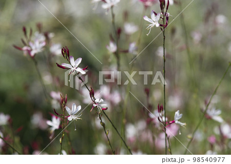 ピンク色のヤマモモソウ（山桃草）の花が咲いています。学名Oenothera lindheimeri  98540977