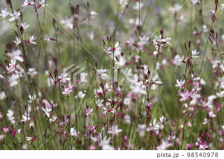 ピンク色のヤマモモソウ（山桃草）の花が咲いています。学名Oenothera lindheimeri  98540978