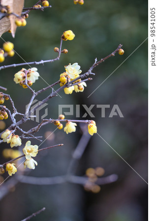 早春に咲いた小さくて綺麗なろうばいの花 早春に咲いた小さくて綺麗なろうばいの花 98541005