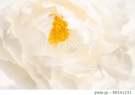 牡丹・花びら イメージ 牡丹・花びら イメージ 98541331