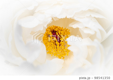 牡丹・花びら イメージ 98541350