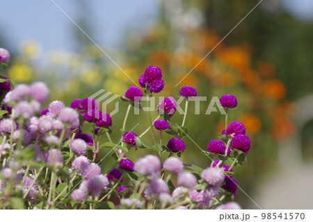 公園にピンク色のセンニチコウの花が咲いています。学名はGomphrena globosaです。 98541570