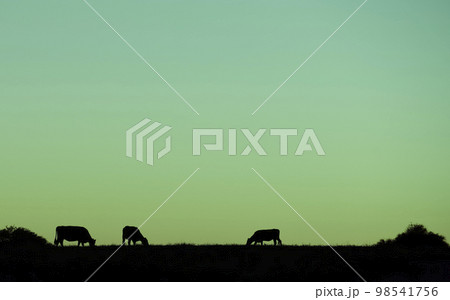 Cows silhouettes  grazing, La Pampa, Patagonia, Argentina. 98541756