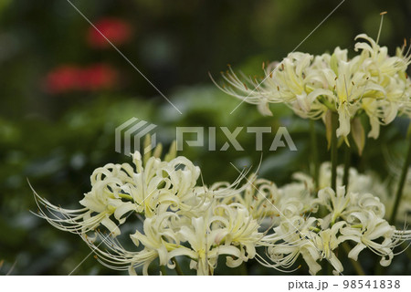シロバナマンジュシャゲの白い花が咲いています。学名はLycoris albifloraです。 98541838