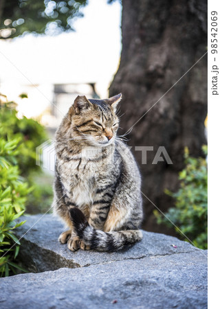 猫 猫 98542069