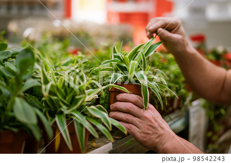 buying flowers at a flower shop 98542243