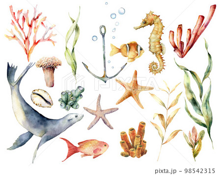 Watercolor underwater wildlife set. Hand painted coral reef, sea lion, tropical fish, anchor, seahorse and laminaria isolated on white background. Aquatic illustration for design, print or background. 98542315