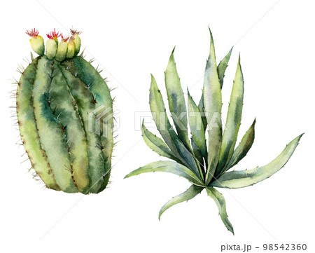 Watercolor set with mexican cacti. Hand painted floral collection with desert cactus, agava. Botanical illustration isolated on white background for design, print, fabric or background. 98542360