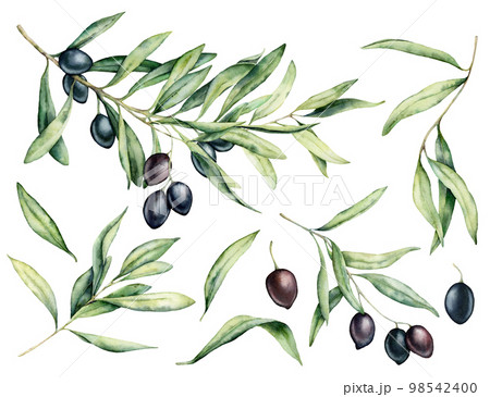 Watercolor black olive, leaves and branch set. Hand painted floral illustration isolated on white background for design, print, fabric or background. 98542400