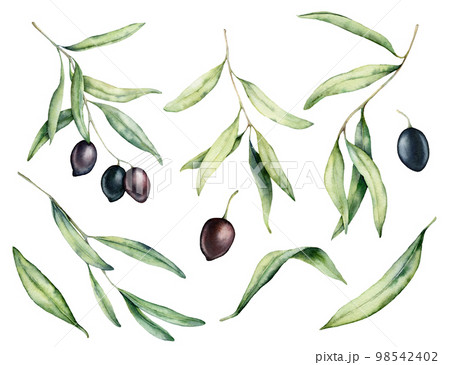 Watercolor black olive, branch and leaves set. Hand painted floral illustration isolated on white background for design, print, fabric or background. 98542402