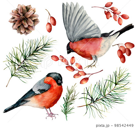 Watercolor bullfinch set. Hand painted birds, winter berries, pine cone and fir branch isolated on white background. Floral illustration for design, print. Holiday symbols. 98542449