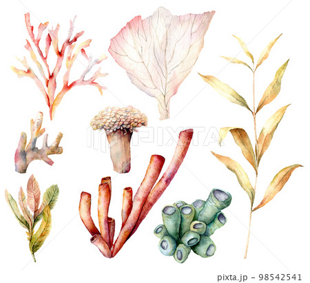 Watercolor set with coral reef plants and algae. Hand painted underwater elements isolated on white background. Aquatic illustration for design, print or background. Beautiful wildlife. Watercolor set with coral reef plants and algae. Hand painted underwater elements isolated on white background. Aquatic illustration for design, print or background. Beautiful wildlife. 98542541