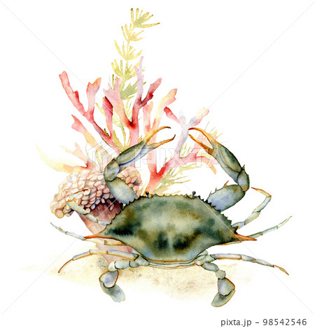 Watercolor crab, coral and seaweed composition. Hand painted underwater illustration with laminaria and coral reef isolated on white background. Aquatic illustration for design, print or background. 98542546