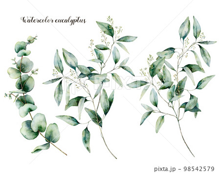 Watercolor seeded and baby eucalyptus set. Hand painted eucalyptus branch and leaves isolated on white background. Floral illustration for design, print, fabric or background. 98542579