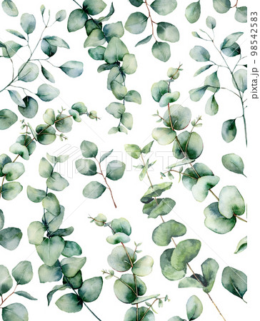 Watercolor eucalyptus card. Hand painted eucalyptus branch and leaves isolated on white background. Floral illustration for design, print, fabric or background. Watercolor eucalyptus card. Hand painted eucalyptus branch and leaves isolated on white background. Floral illustration for design, print, fabric or background. 98542583