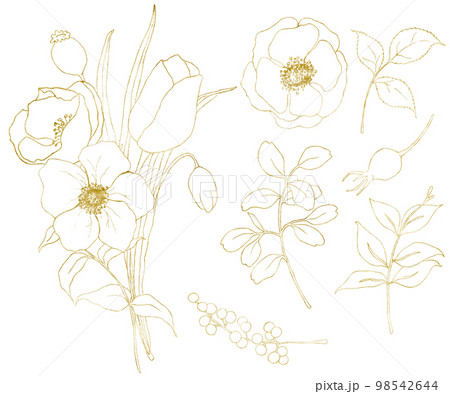 Golden sketch anemone and tulip big set. Hand painted flowers, eucalyptus leaves, berries and branch isolated on white background for design, print or fabric. 98542644