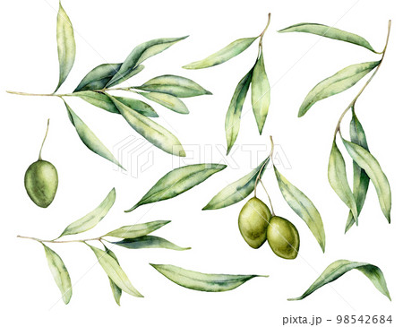 Watercolor green olive, leaves and branch set. Hand painted floral illustration isolated on white background for design, print, fabric or background. 98542684
