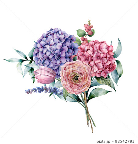 Watercolor bouquet with flowers and eucalyptus. Hand painted pink and violet hydrangea, tulip, lavender, ranunculus with eucalyptus leaves and branch isolated on white background for design, print Watercolor bouquet with flowers and eucalyptus. Hand painted pink and violet hydrangea, tulip, lavender, ranunculus with eucalyptus leaves and branch isolated on white background for design, print 98542793