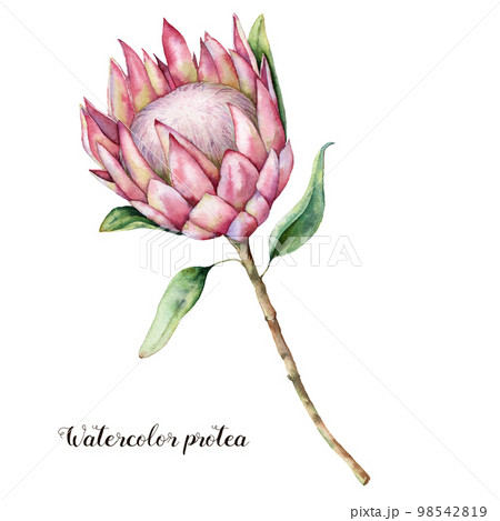 Watercolor king protea. Hand painted pink flower with leaves and branch isolated on white background. Nature botanical illustration for design, print. Realistic delicate plant. 98542819