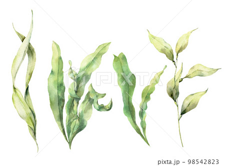 Watercolor set with laminaria. Hand painted underwater floral illustration with algae leaves branch isolated on white background. For design, fabric or print. 98542823