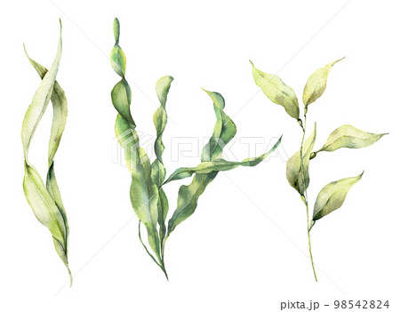Watercolor laminaria set. Hand painted underwater floral illustration with algae leaves branch isolated on white background. For design, fabric or print. 98542824