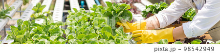 Hydroponic vegetable concept, Young Asian man picking fresh cos lettuce in hydroponic farm 98542949